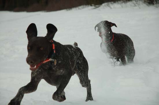 Two Fogelhund GSPs play in the snow.