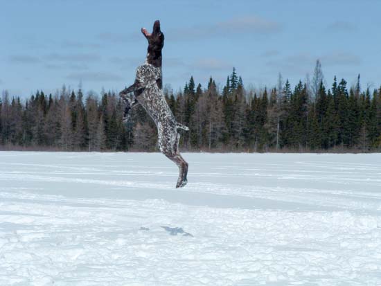 A Fogelhund GSP, leaping in the snow.