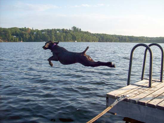 A Fogelhund German shorthair, jumping off a dock into the lake