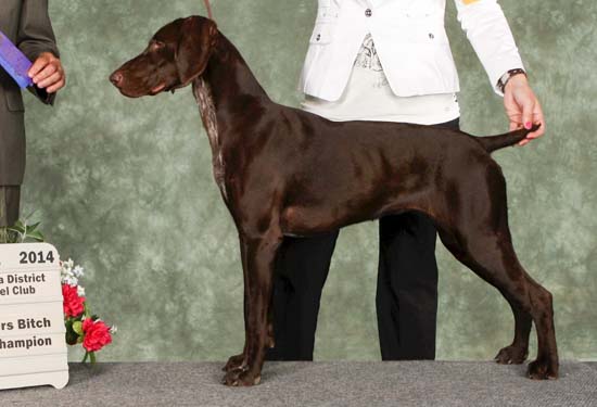 Summer, a Fogelhund GSP, stacked at show.