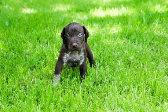 German Shorthaired Pointer puppy playing in the grass.