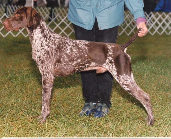 Wildwing, a German shorthair from Fogelhund Kennel, wins a new title.