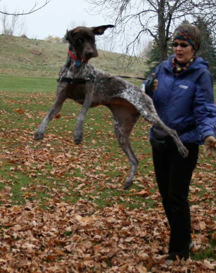 A Fogelhund German Shorthaired Pointer plays in the fall leaves.