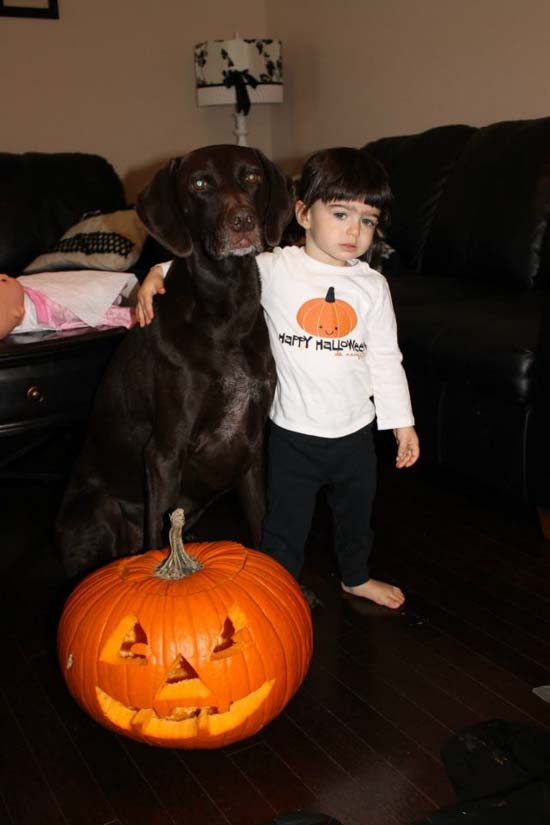 A Fogelhund German Shorthair sits with a buddy and their Halloween pumpkin.