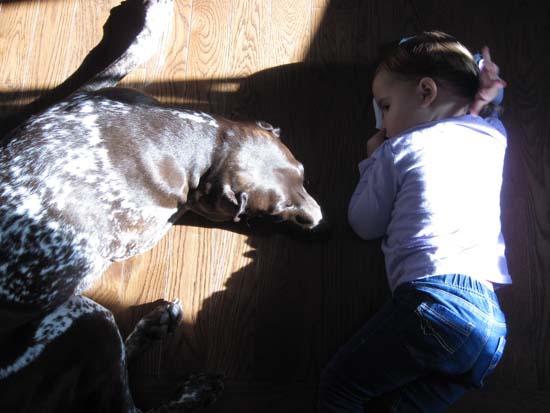 A Fogelhund GSP lays with a little girl in a sunbeam.