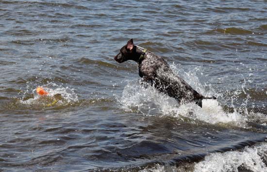 A Fogelhund German Shorthaired Pointer jumps in the water