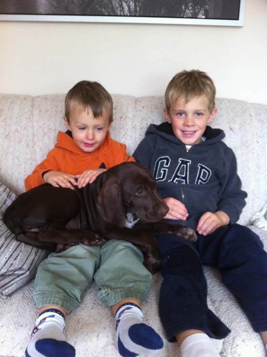 Two young boys sit with a Fogelhund German Shorthair puppy on their laps.