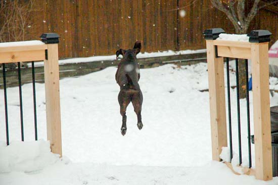 A Fogelhund German Shorthaired Pointer, leaping into the snow.
