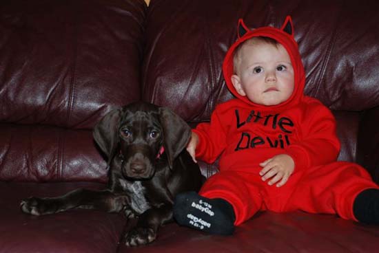 A Fogelhund German Shorthair with a baby wearing a sweater that says "Little Devil"