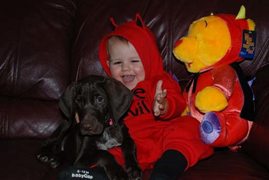 A German Shorthaired Pointer from Fogelhund Kennel and a young baby dressed for Halloween.