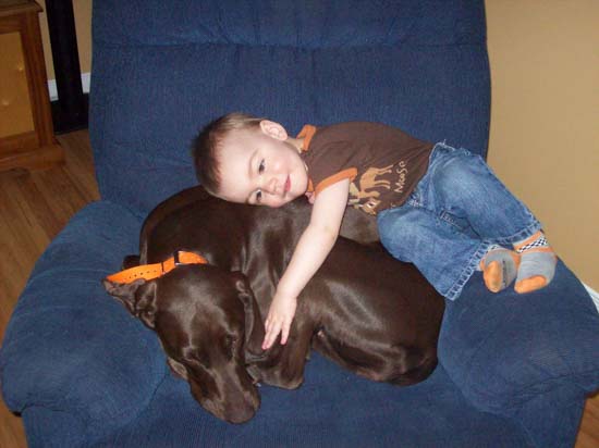 A Fogelhund GSP snuggled in a chair with a young boy.