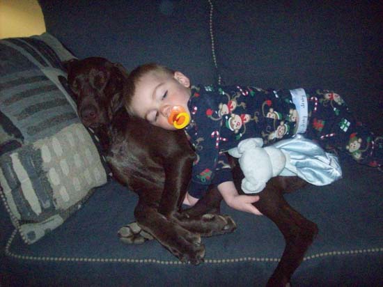 A Fogelhund German shortair cuddled on the couch with a toddler, soother and stuffed toy.