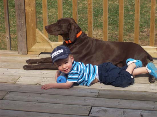 A Fogelhund German shorthair lounging on the deck with a young boy.
