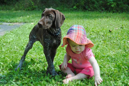 A Fogelhund GSP puppy plays outside with a little girl in a floppy pink hat.