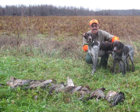 Two Fogelhund German Shorthaired Pointers after a day hunting.