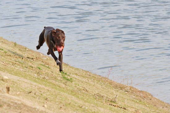 A Fogelhund German Shorthaired Pointer running beside the water