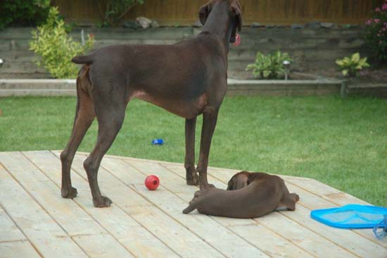 A Fogelhund German Shorthaired Pointer on the deck with its mother