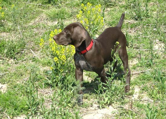 A Fogelhund German Shorthaired Pointer puppy in short grass.