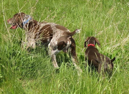 A Fogelhund German Shorthaired Pointer puppy in the tall grass with its mother.