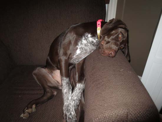 A Fogelhund German Shorthaired Pointer lounging after a busy day.