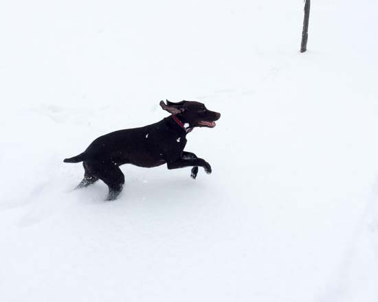 Fogelhund GSP Cooper runs in the Canadian snow.